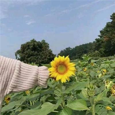 星系幸存者